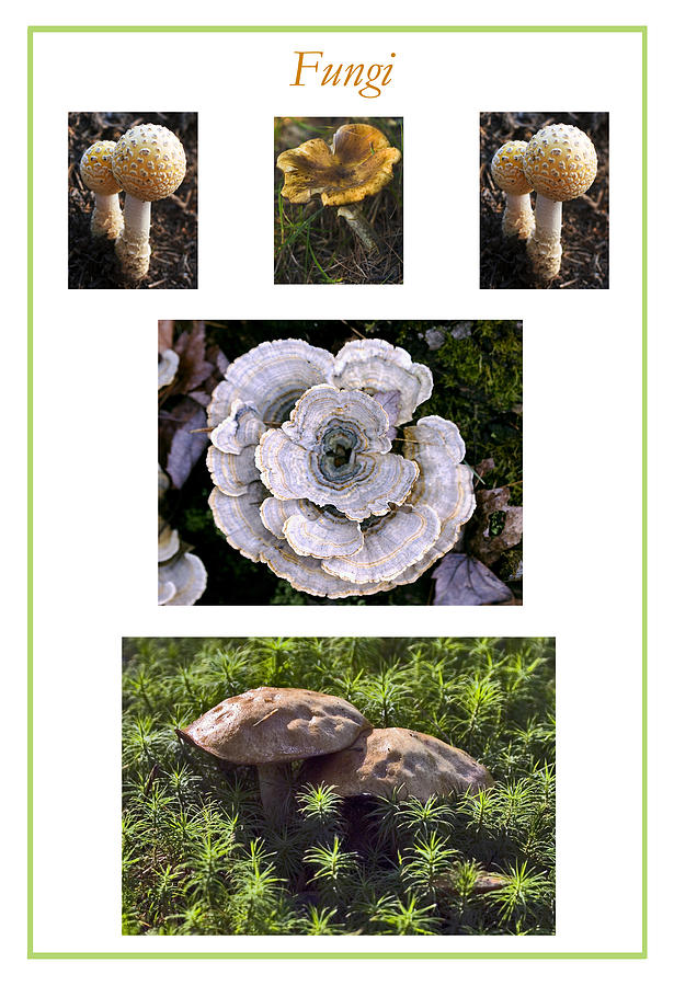 Fungi Poster Photograph by Frank Winters
