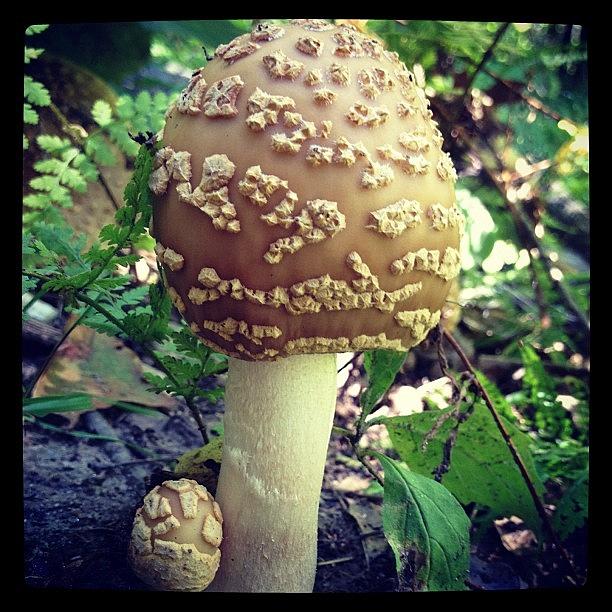 Mushroom Photograph - #fungi#newhampshire by Mark Scheffer