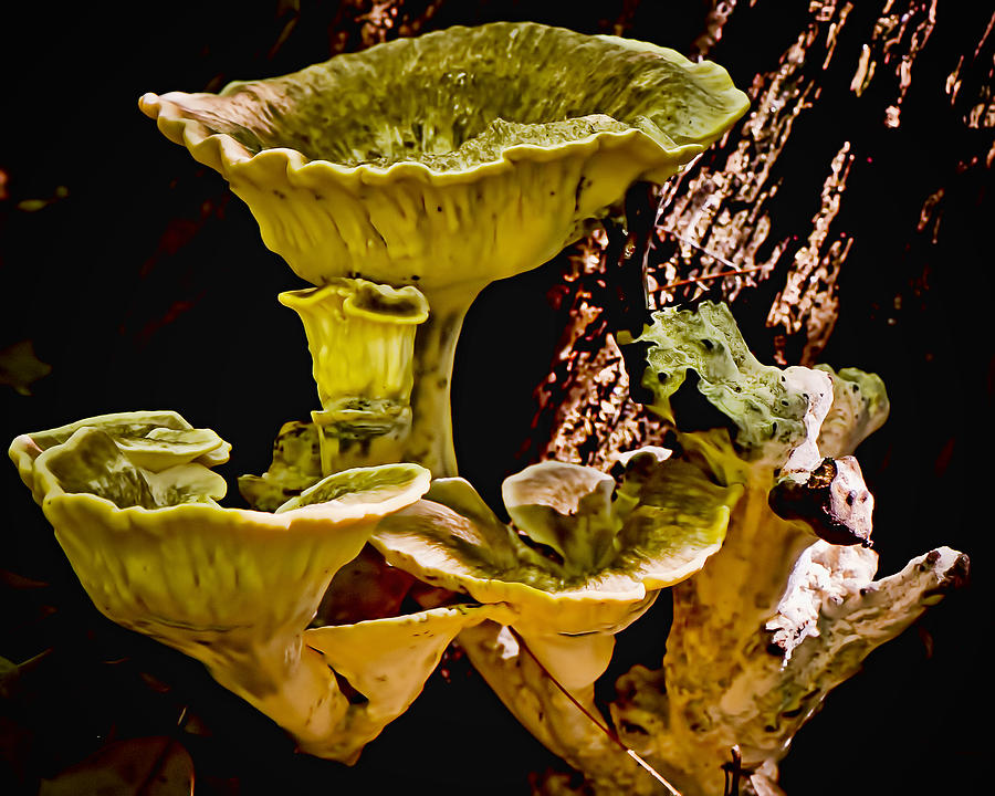 Fungus Among Us Photograph by Michael Putnam