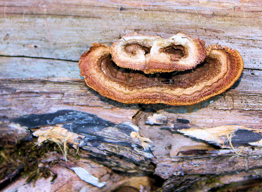 Fungus Amongus Photograph by Kristin Elmquist