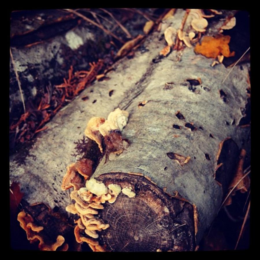 Fungus And A Log Photograph by Chris Jones