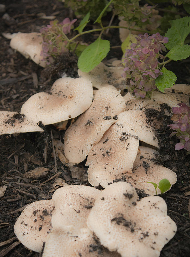 Mushroom Photograph - Fungus and Flowers by Teresa Mucha