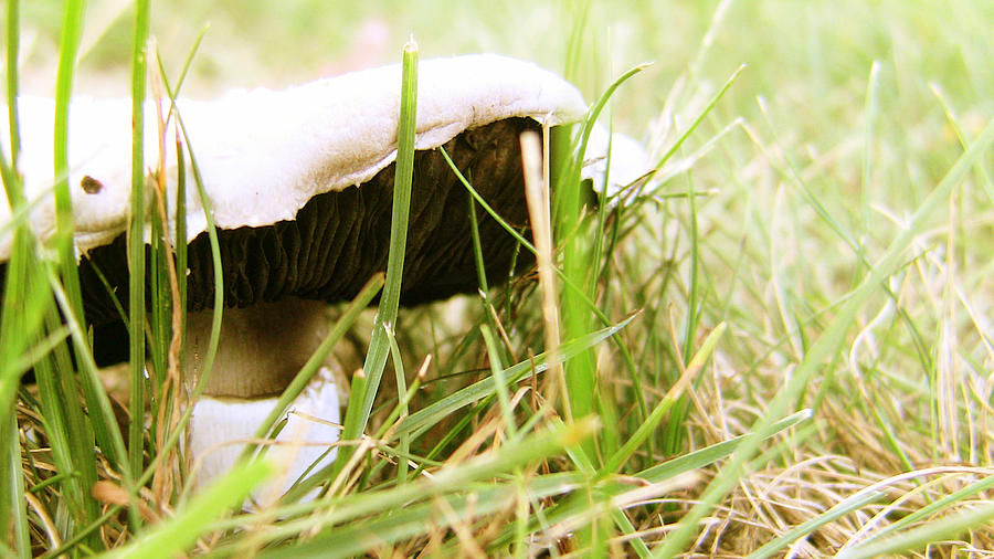 Mushroom Photograph - Fungus by Briana La Trise 