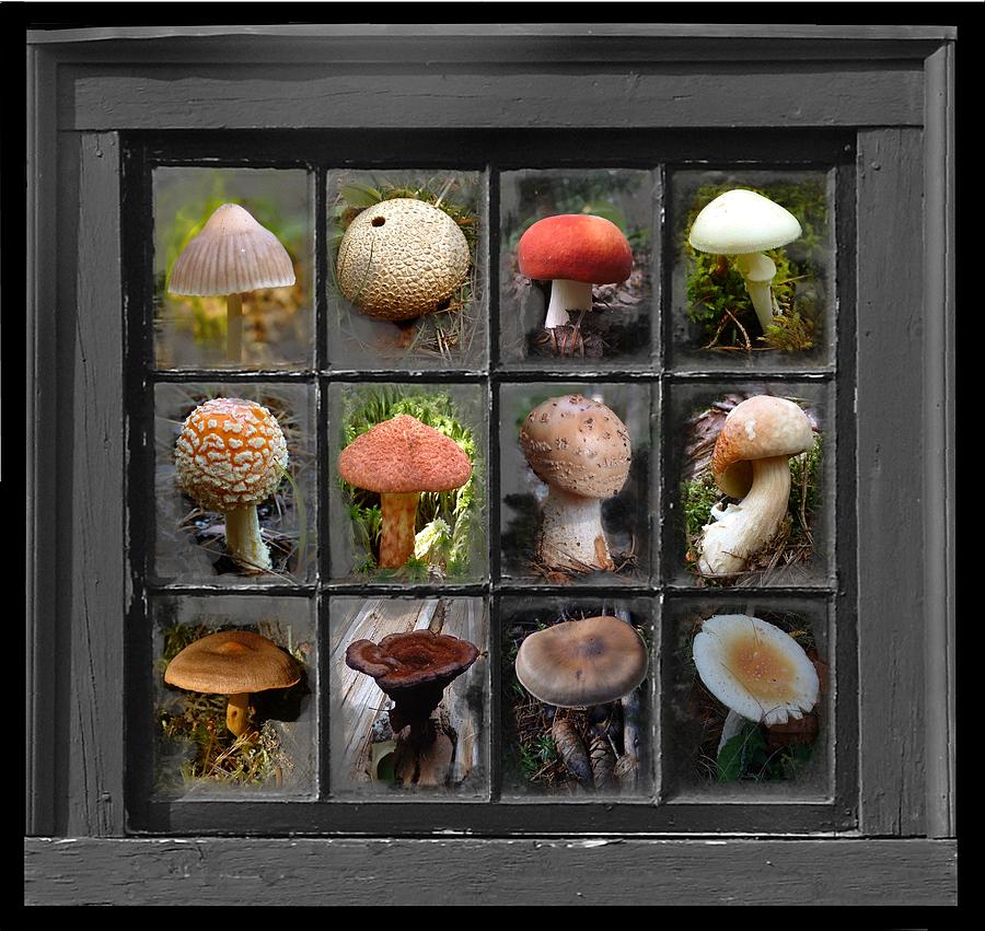 FUNGUS by windowlight Photograph by William OBrien
