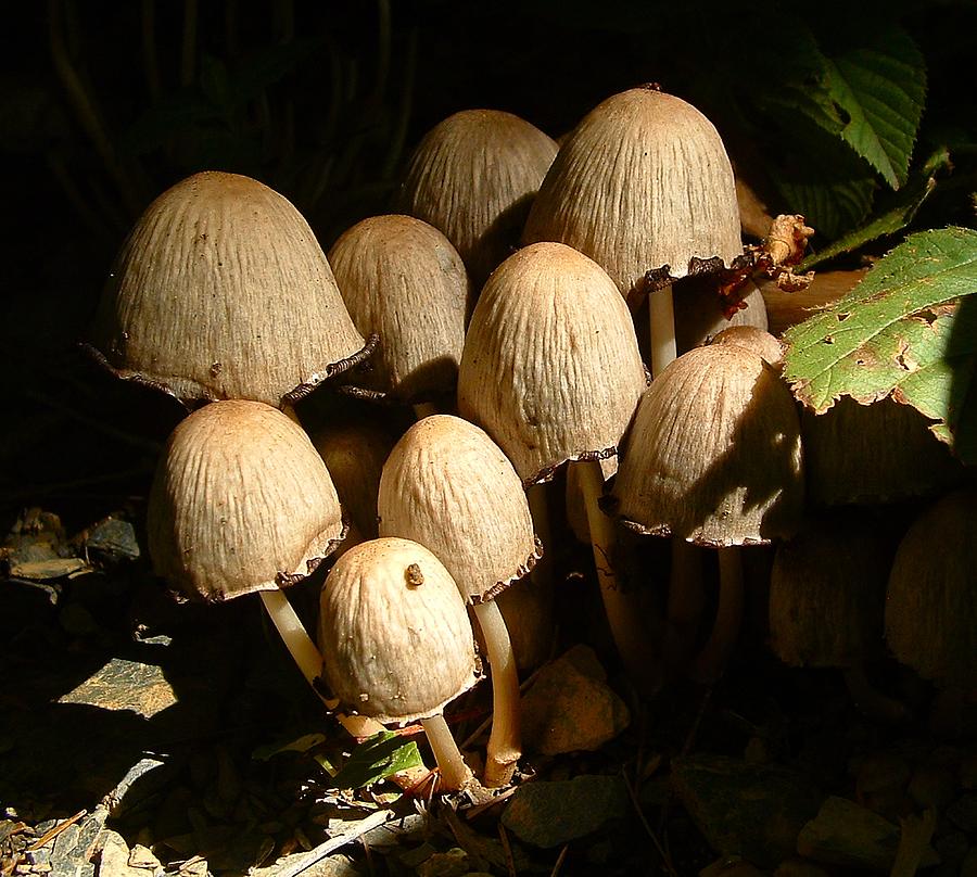 FUNGUS Family of inky fungus Photograph by William OBrien