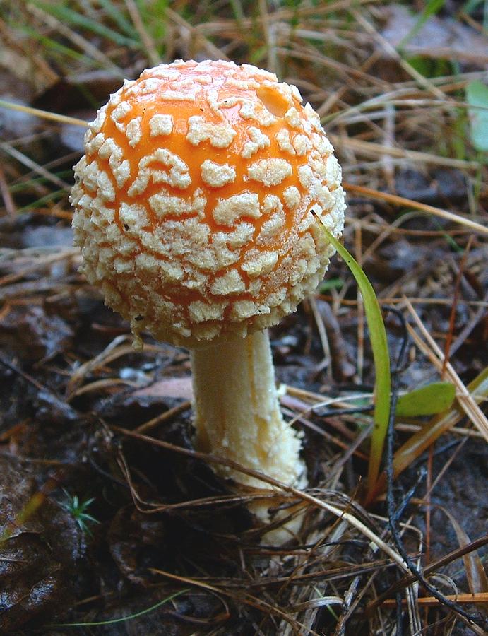 FUNGUS Fly Amanita Photograph by William OBrien