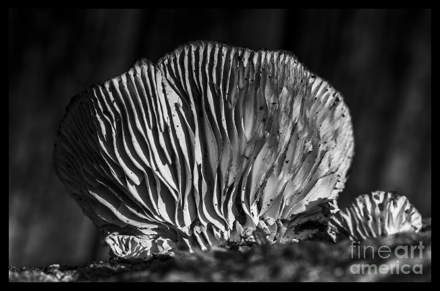 Fungus for Ansel Adams Photograph by Jim Moore