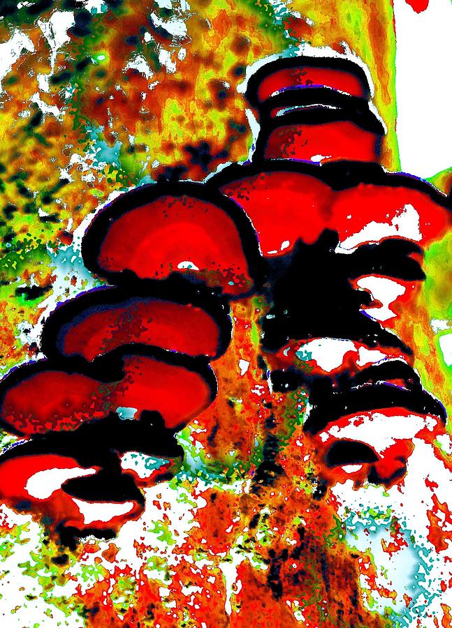 Fungus in Red Photograph by Renate Wesley