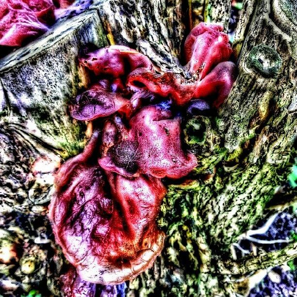 Nature Photograph - Fungus On Tree Stump by Amanda Earl