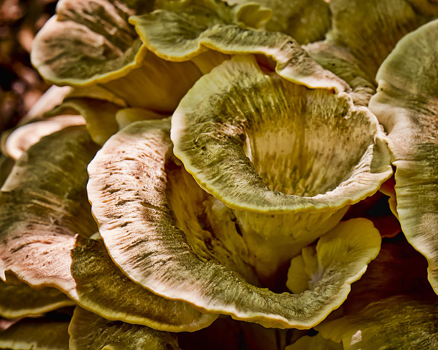 Flower Photograph - Fungus tunnel by Michael Putnam