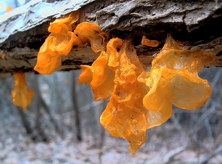 FUNGUS Witches Butter Photograph by William OBrien