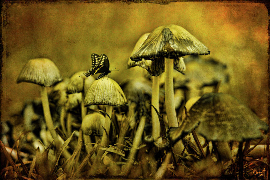 Mushroom Photograph - Fungus World by Chris Lord