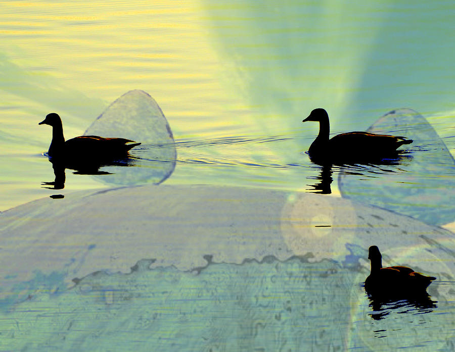 Abstract Photograph - Funky Ducks by Marty Koch