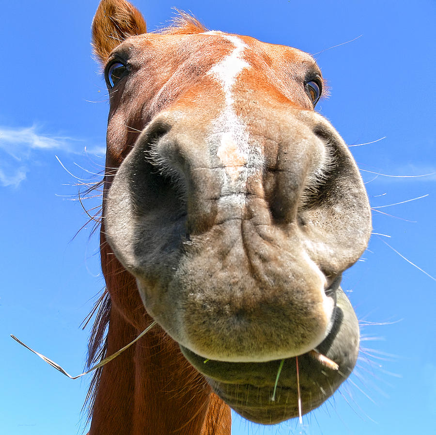Funny Brown Horse Face Photograph by Jennie Marie Schell