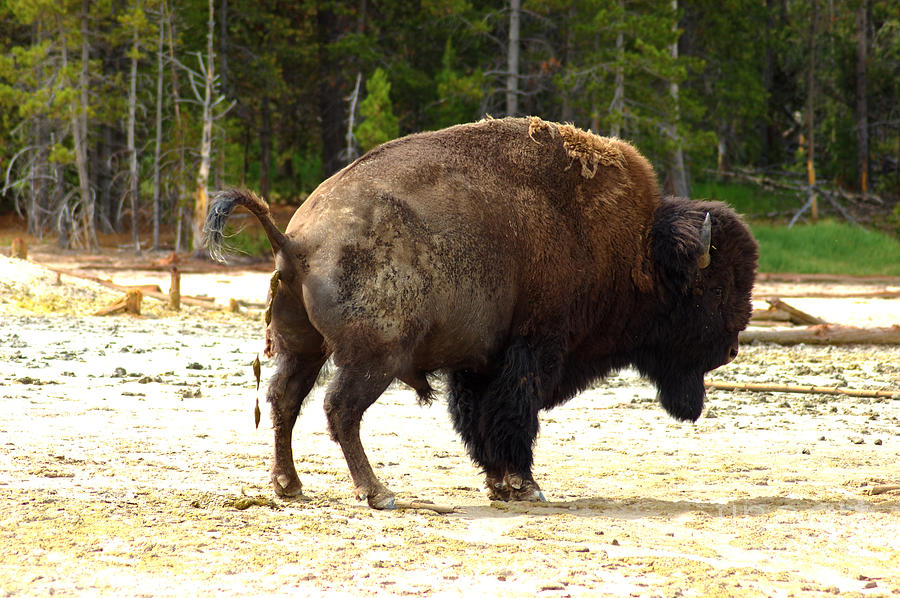 Funny Buffalo in Yellowstone Photograph by Micah May