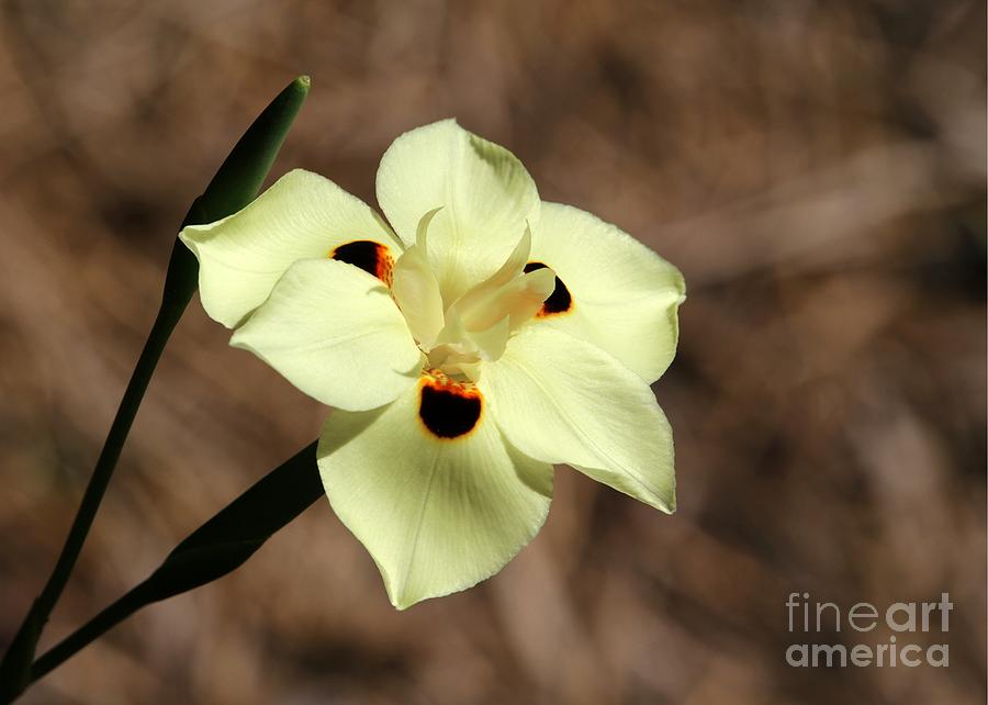 Flower Photograph - Funny Face Flower by Sabrina L Ryan