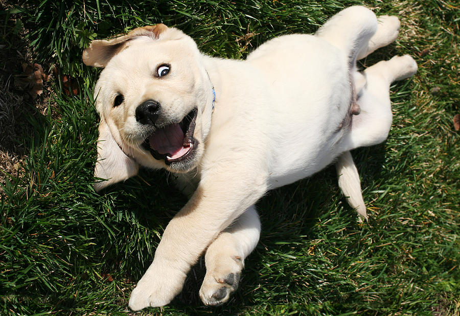 Funny Puppy Photograph by Masha Batkova - Fine Art America