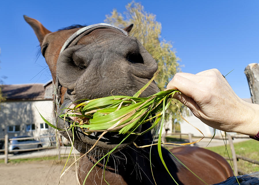 Funny red horse eat grass Photograph by Aleksandr Volkov - Fine Art America