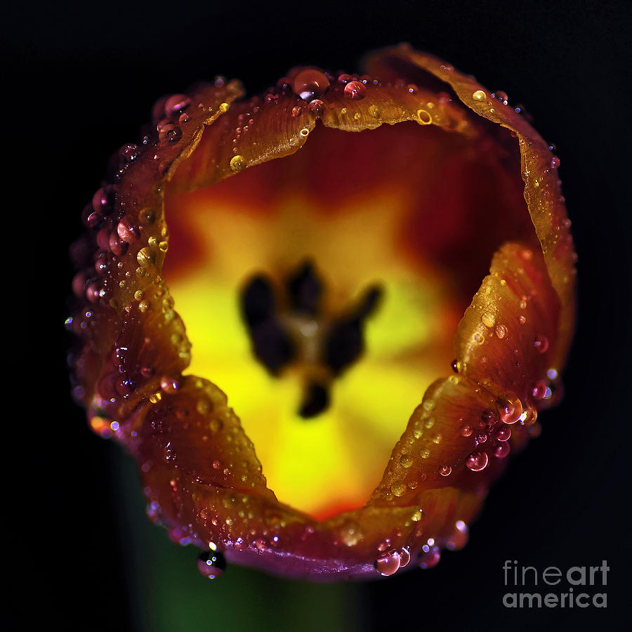 Still Life Photograph - Furnace in a Tulip by Kaye Menner