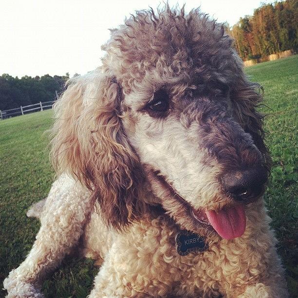 Poodle Photograph - Furry Face by Lori Lynn Gager