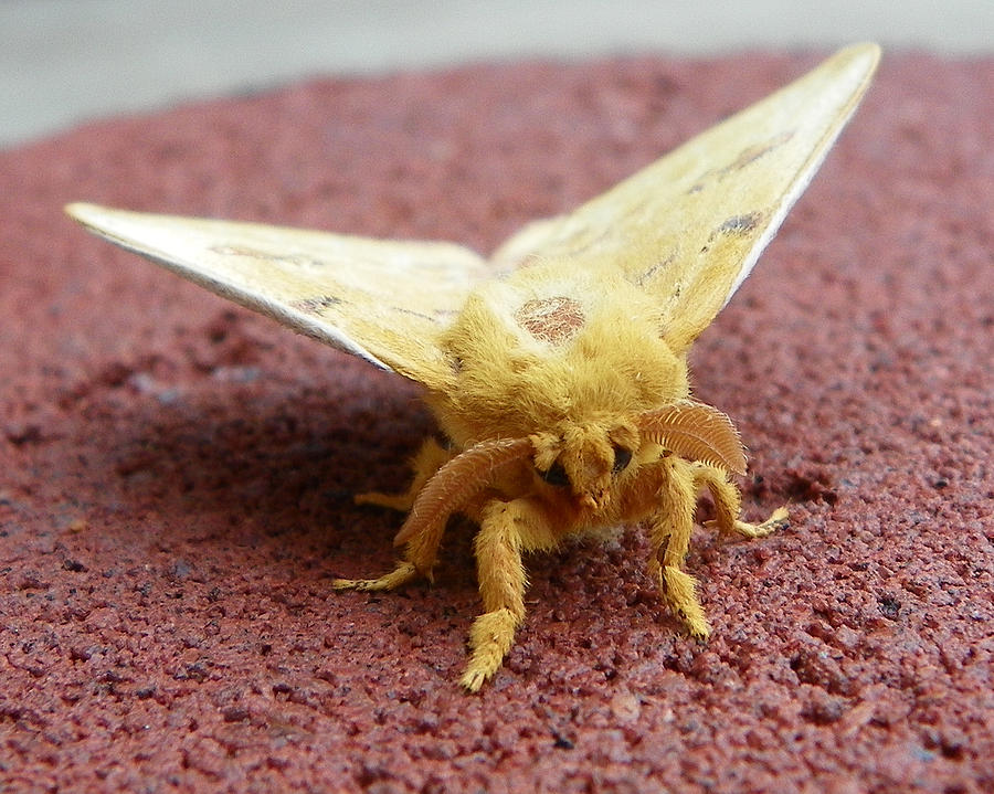 Furry Moth Photograph by Chad and Stacey Hall