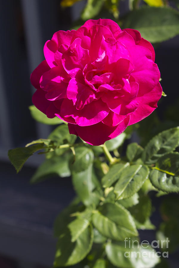 Fuschia Rose Photograph by Donna L Munro