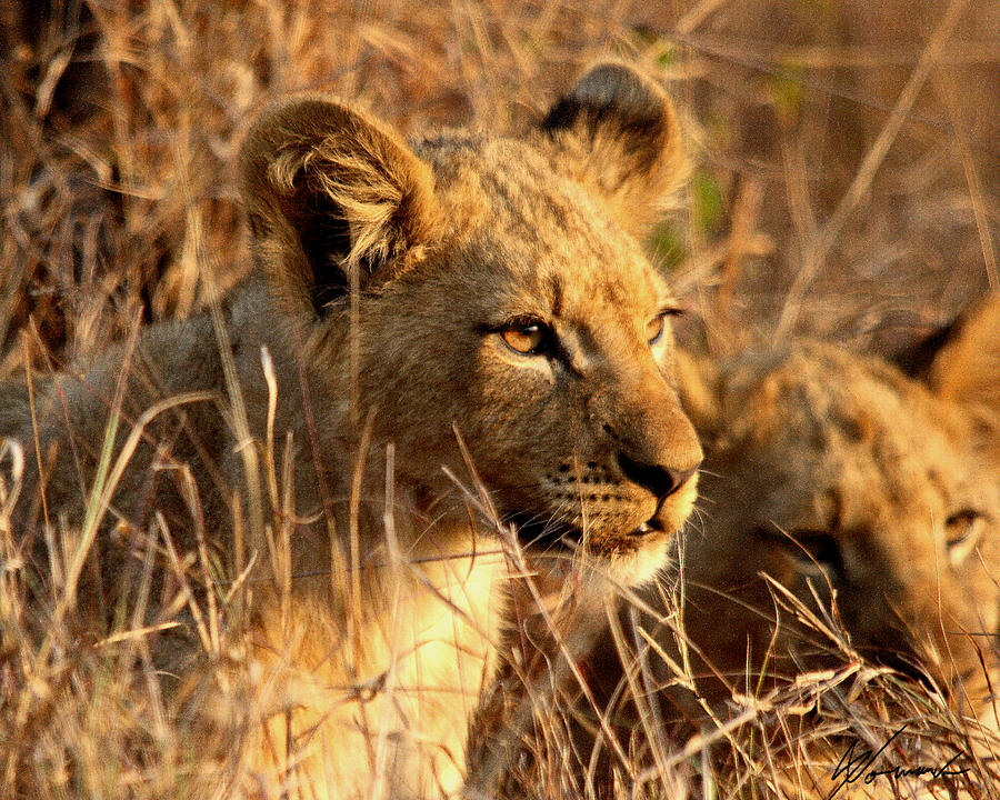 Lion Cub Photograph - Future King by Sarah  Lalonde