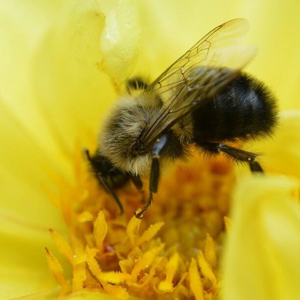 Nature Photograph - Fuzzy Bee by Austin Engel