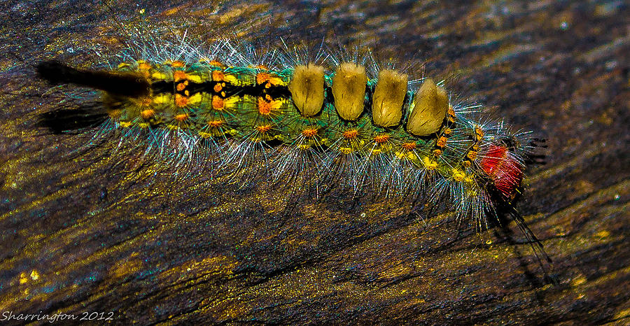 Fuzzy Caterpillar Photograph by Shannon Harrington