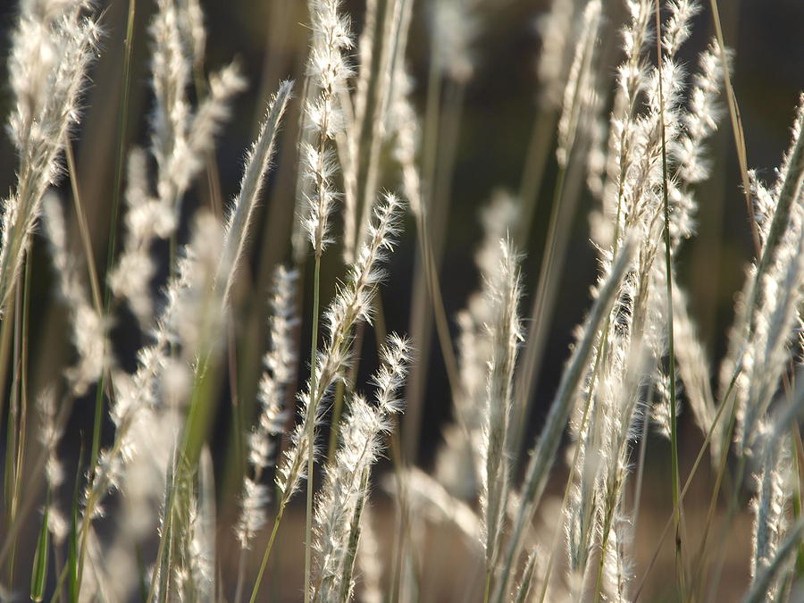 Fuzzy Grass Photograph by James Granberry