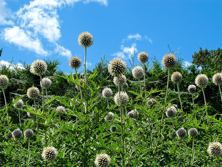 Flower Photograph - Fuzzy Pom Pom Flowers on a Grassy Hillside Slope under a Blue Sky by Chantal PhotoPix