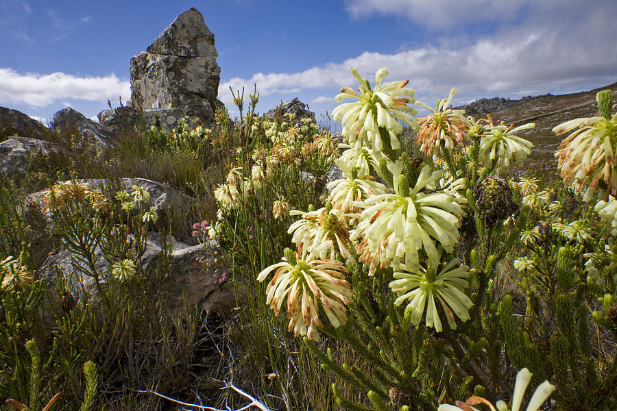 Fynbos Habitat South Africa Photograph by Piotr Naskrecki