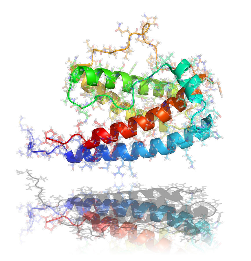 G Csf Hormone Molecule Photograph By Laguna Design