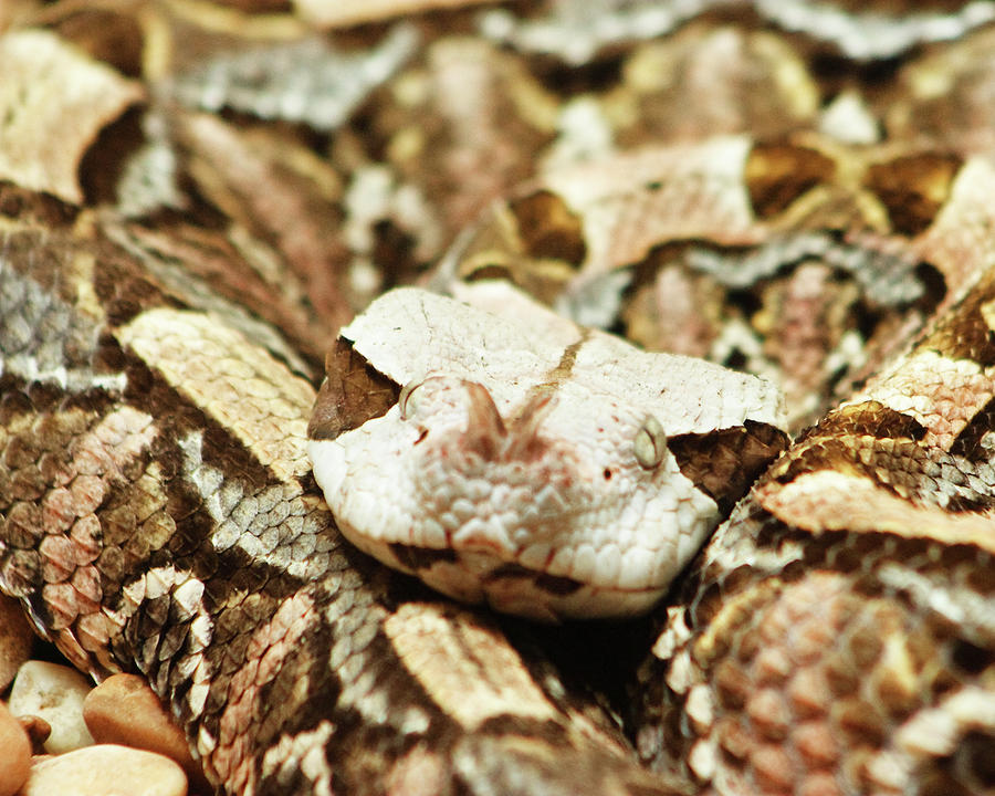 Gaboon Viper Photograph by Michael Clubb - Fine Art America