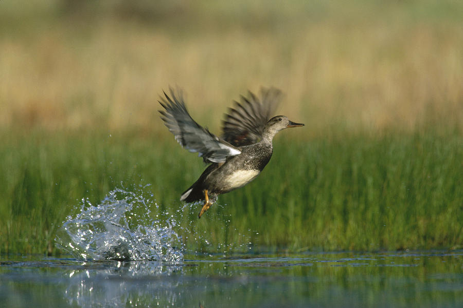 Animal Photograph - Gadwall Female Taking Flight From Water by Tim Fitzharris