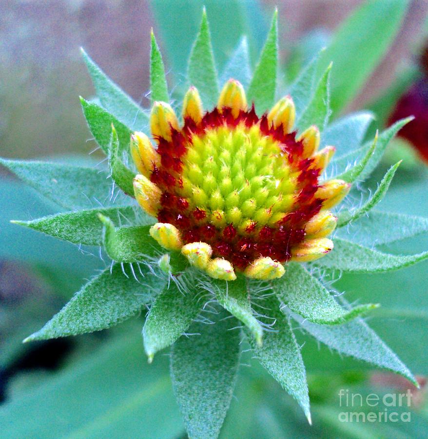 Gaillardia Bud Photograph by Padre Art - Fine Art America