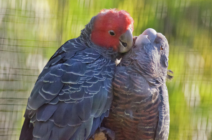 Galah Cockatoos Photograph by Harry Strharsky