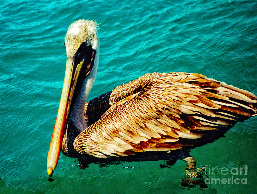 Pelican Photograph - Galapagos Brown Pelican by Diana Cox
