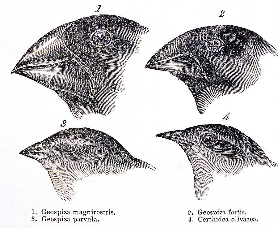 Galapagos Finches Photograph by Science Source