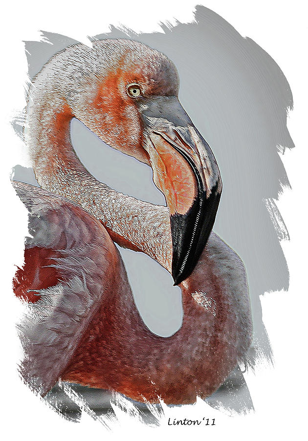 Galapagos Flamingo Digital Art by Larry Linton