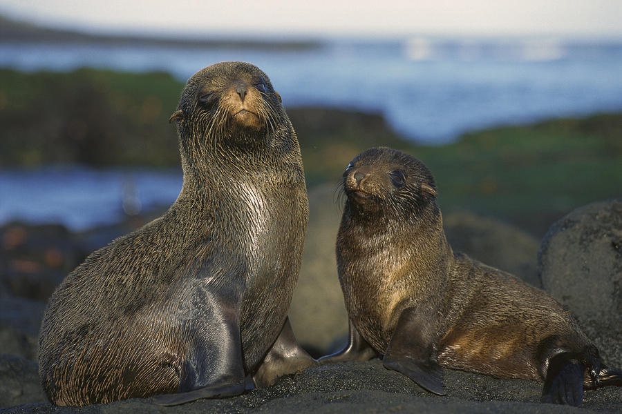 Galapagos Fur Seal Arctocephalus Photograph by Tui De Roy