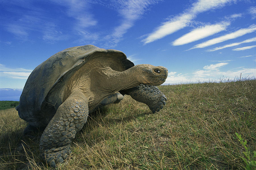 Galapagos Giant Tortoise Geochelone Photograph by Tui De Roy