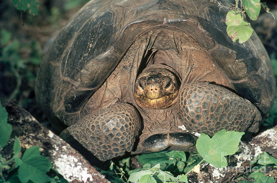 Turtle Photograph - Galapagos Giant Tortoise by Nature Source