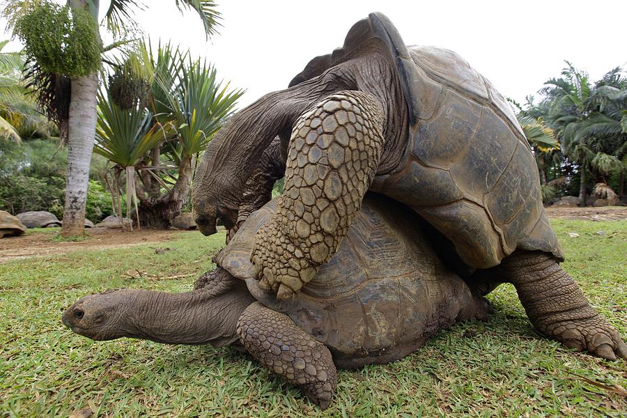 Galapagos Giant Tortoises Mating Photograph By Ria Novosti