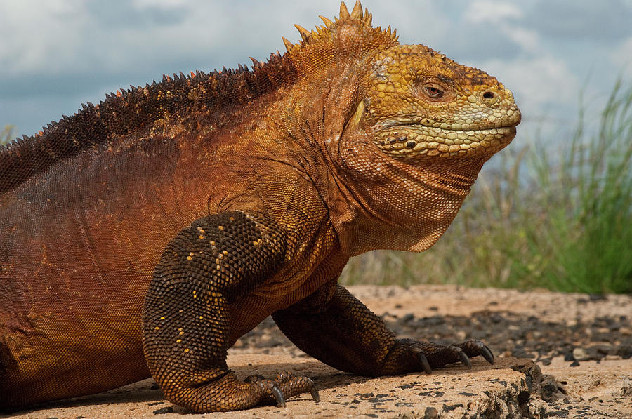 Galapagos Land Iguana Conolophus Photograph by Pete Oxford