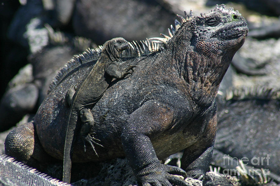 Nature Photograph - Galapagos Marine Iguana and Baby by Matt Tilghman