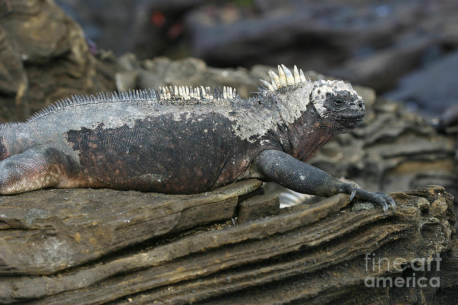 Nature Photograph - Galapagos Marine Iguana by Matt Tilghman