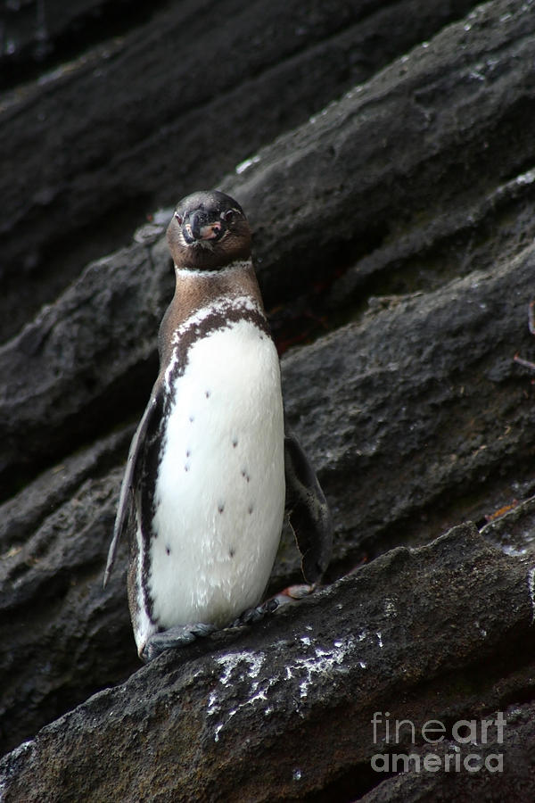 Penguin Photograph - Galapagos Penguin by Matt Tilghman
