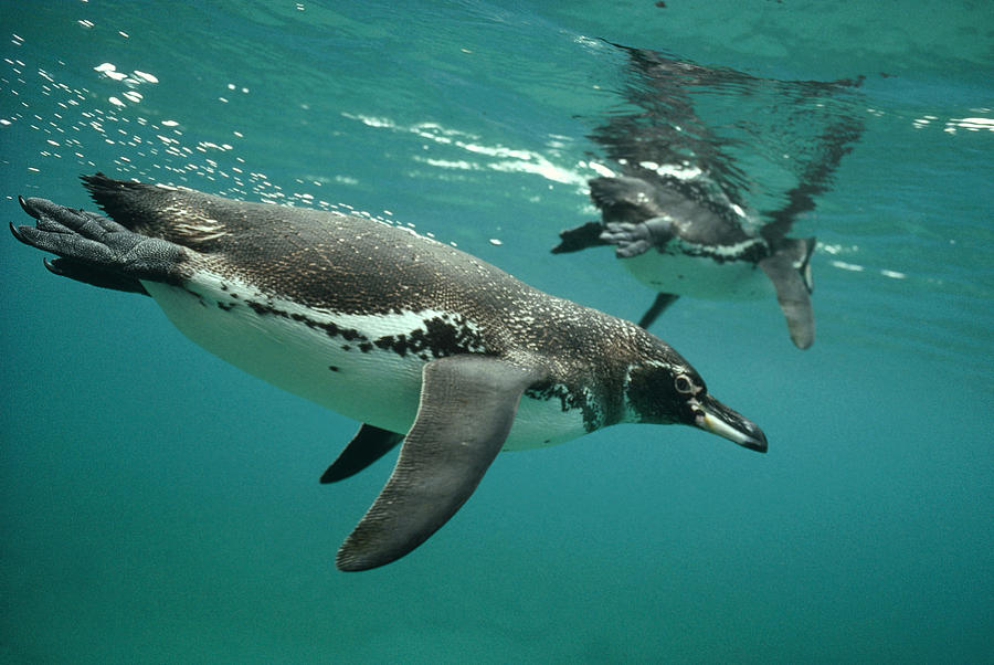 Galapagos Penguin Underwater Photograph by Tui De Roy