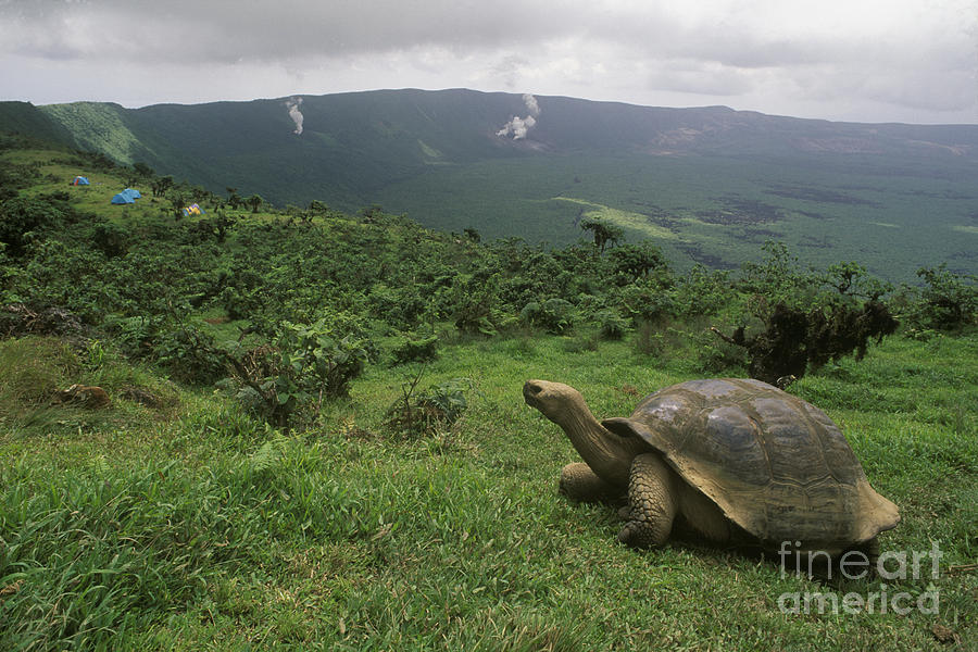 Galapagos Tortoise - Alcedo Crater Galapagos Photograph by Craig Lovell